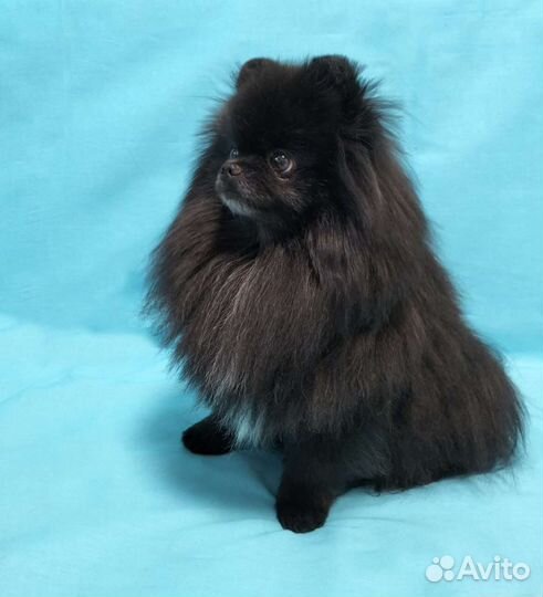 Померанский шпиц вязка