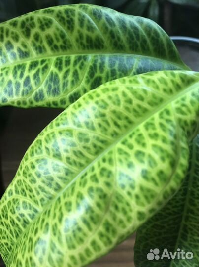 Сетчатый (Pseuderanthemum reticulatum)