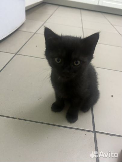 Продам кошечек британок