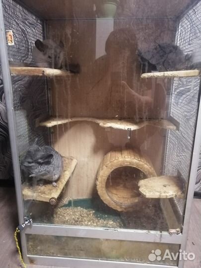 Отдам бесплатно животные