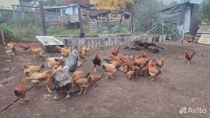 Петушки кучинские юбилейные