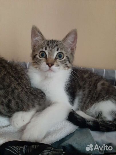 Котята мальчик и девочка в дар 2 мес