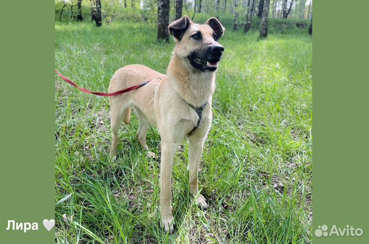 Лира собачка из приюта