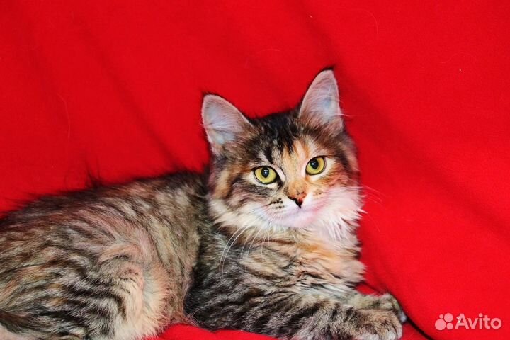 Котенок в добрые руки