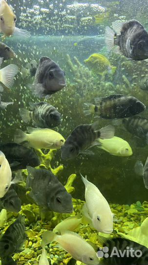 Рыбки цихлиды