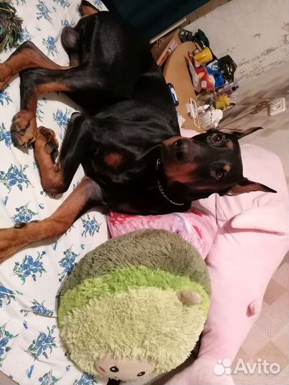Доберман вязка