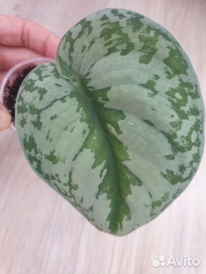 Сциндапсус экзотика