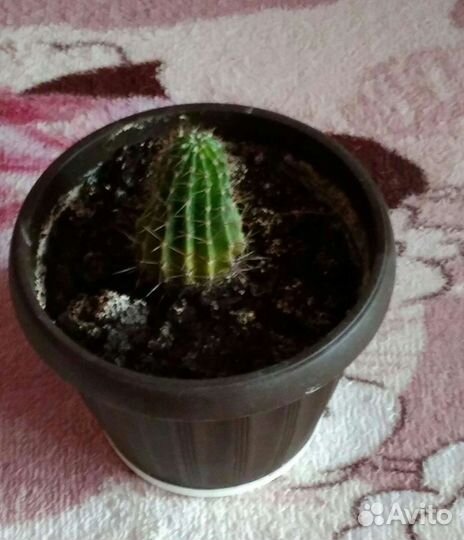 Кактус, фиалки, денежное дерево и много других рас