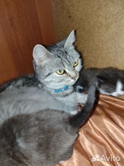 Кошки