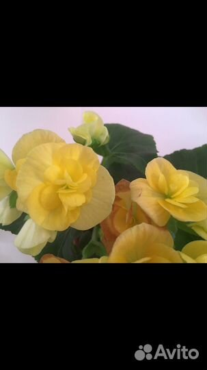 Черенки бегонии элатиор