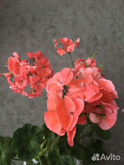 Герань пеларгония