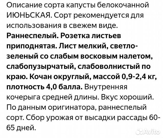 Рассада капусты
