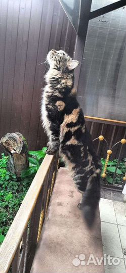 Мейн-кун вязка