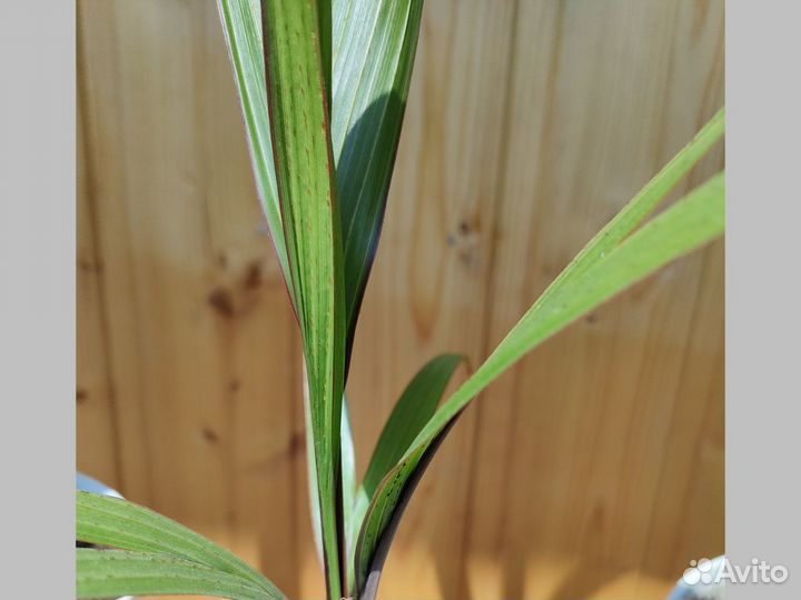 Бутылочная пальма Hyophorbe lagenicaulis