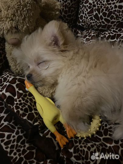 Померанский шпиц