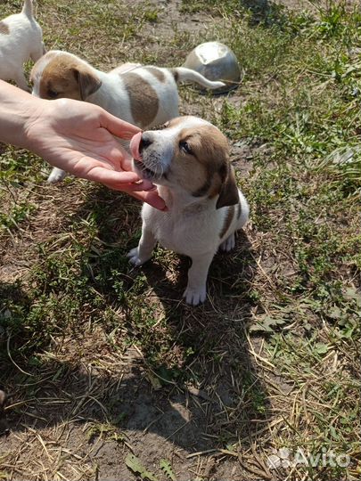 Щенки метисы в добрые руки