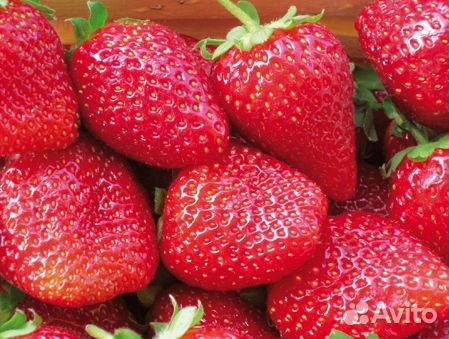 Рассада разных сортов клубники и ежевики