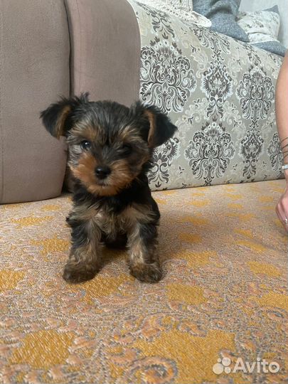 Йоркширский терьер, щенки стандарт