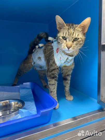 Кошка в дар бесплатно серая