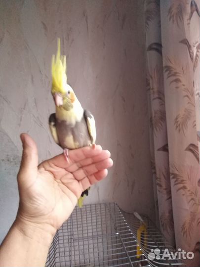 Попугай карелла птенцы