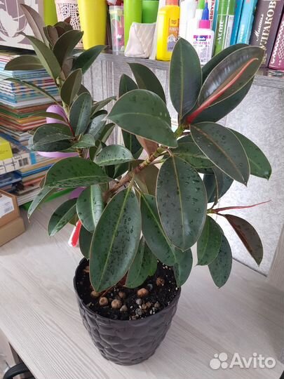 Фикус Мелани