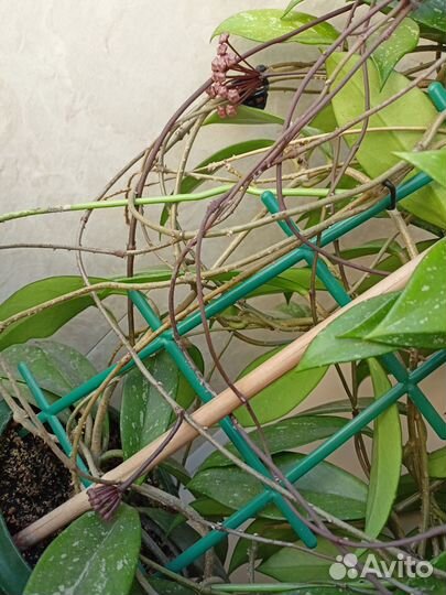 Хойя Публикалис