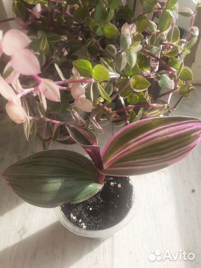 Традесканции, каллизии, монстера, мята