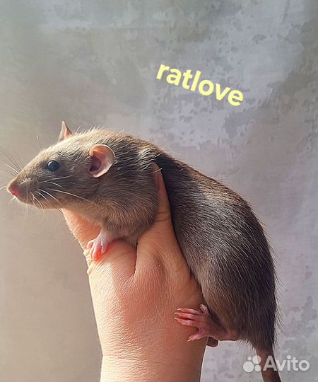 Крысята девочки 1.5-3 месяца