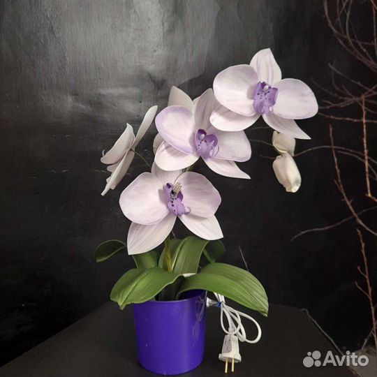 Орхидеи продажа