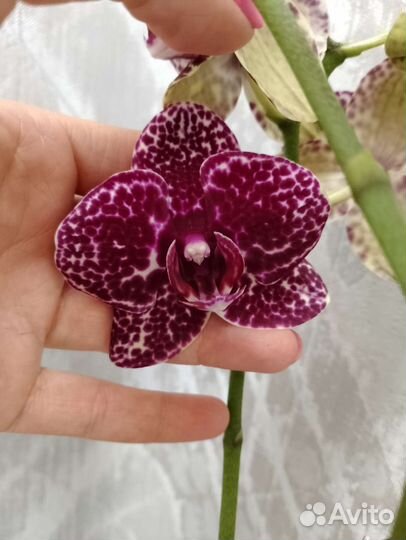 Цветущая орхидея Дикий кот