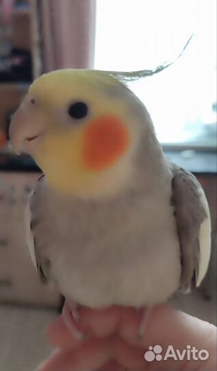 Попугай корелла ручной самка,самец,есть говорящий