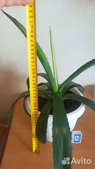 Агава голубая. Домашние и садовые растения