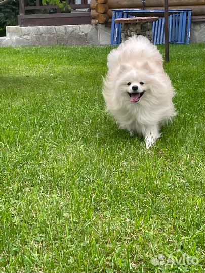 Шпица оставили и уехали