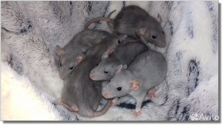 Крысята Дамбо голубые крысы норковые питомник