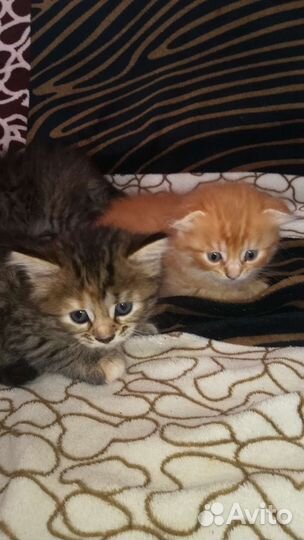 Кошки породистые бесплатно