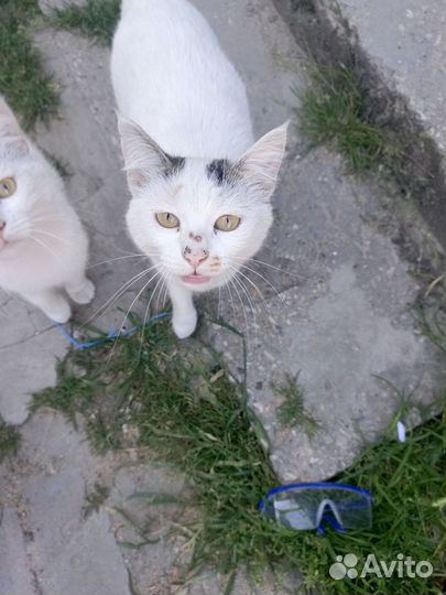 Отдам бесплатно