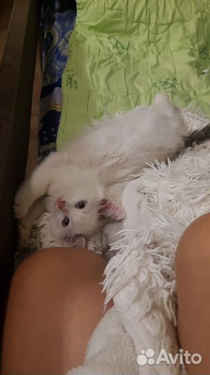 Отдам даром бесплатно в дар котята