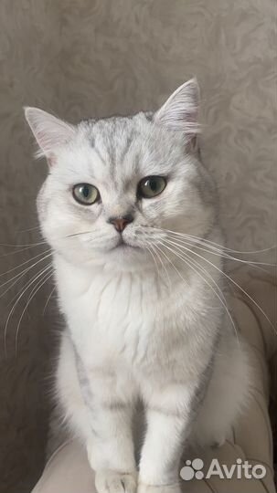 Британская кошка вязка