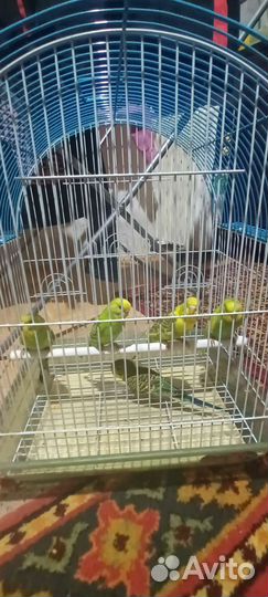 Волнистый попугай