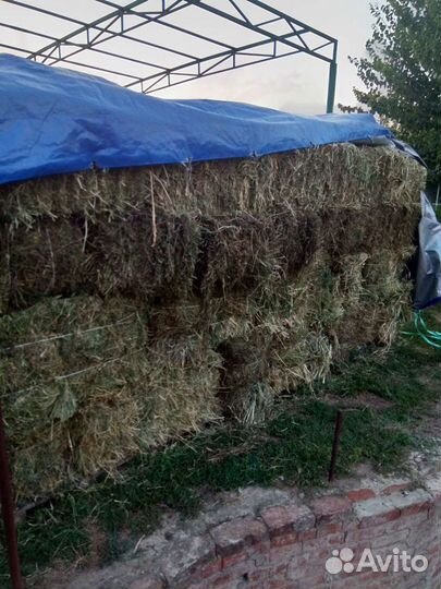 Сено люцерна и разнотравье