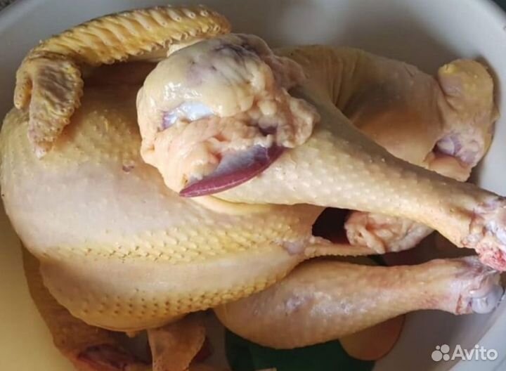 Куры деревенские