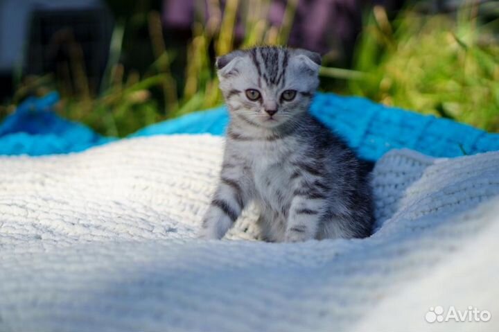 Шотландские вислоухие котята(Вискас)