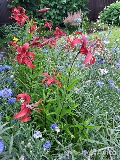 Лилии луковицы