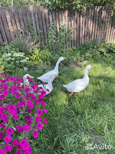 Гуси и пекинская утка
