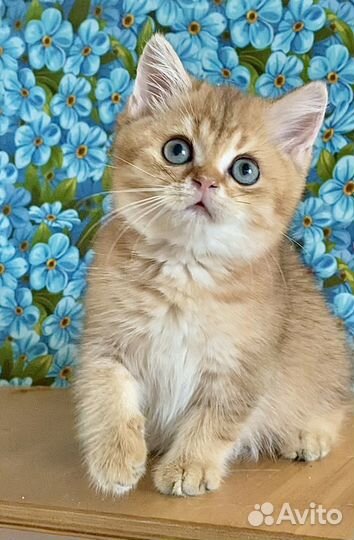 Золотая шиншилла девочка