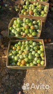 Продаю помидоры с поля