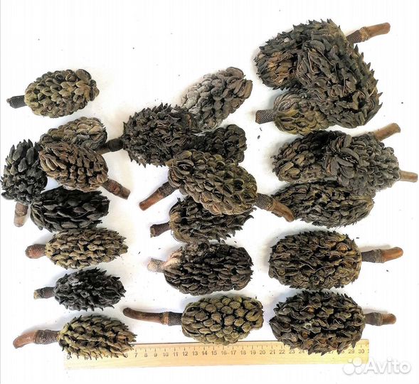 Шишки магнолии