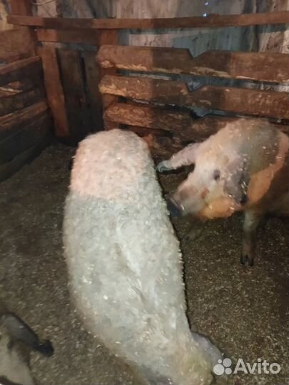 Венгерская мангалица