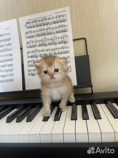 Шотландская золотая шиншилла