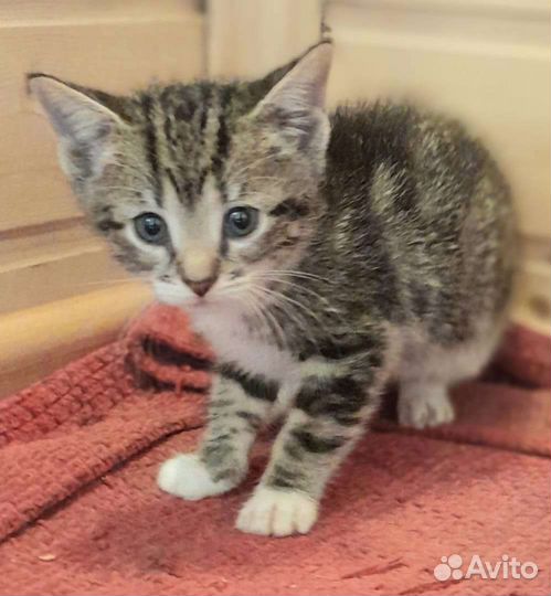 Котенок-девочка